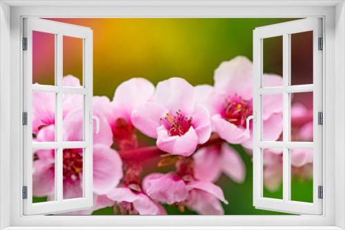 Fototapeta Naklejka Na Ścianę Okno 3D - Bright spring background with flowers of fruit trees. Spring