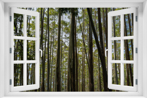 Fototapeta Naklejka Na Ścianę Okno 3D - high trees in a beautiful asiatic forest in Ella, Sri Lanka
