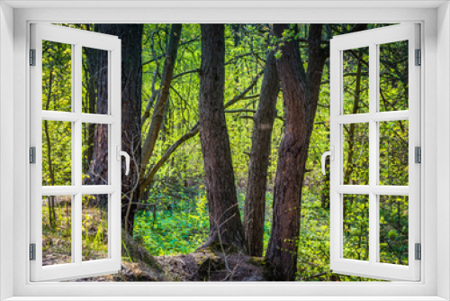 Fototapeta Naklejka Na Ścianę Okno 3D - Skarpa w lesie