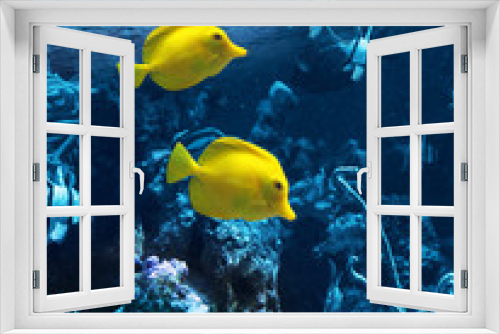 Fototapeta Naklejka Na Ścianę Okno 3D - Two yellow tropical fishes