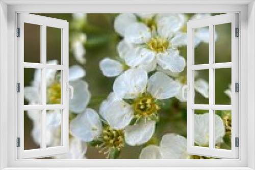 Fototapeta Naklejka Na Ścianę Okno 3D - Makro Macro Photographie iPhone Moment Nahaufnahme Natur aus der Nähe Flora Blüten Frühling Sommer Schönheit 