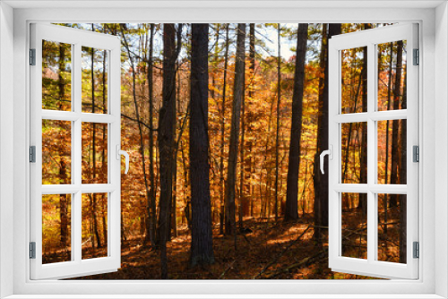 Fototapeta Naklejka Na Ścianę Okno 3D - Stunning Colors of Autumn Hidden Deep in the Green Forest