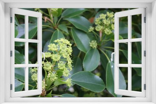 Fototapeta Naklejka Na Ścianę Okno 3D - blütenstand des Trochodendron