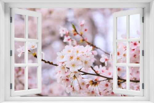 Fototapeta Naklejka Na Ścianę Okno 3D - The cherry blossoms that bloom vividly are like heading to heaven.