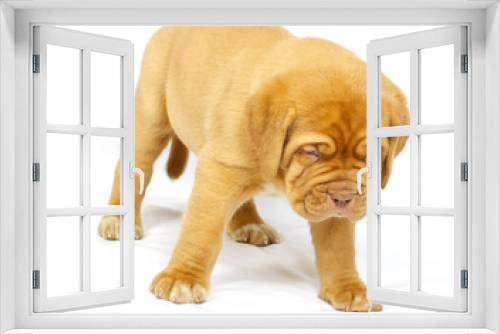 Fototapeta Naklejka Na Ścianę Okno 3D - Bordeaux dog puppy