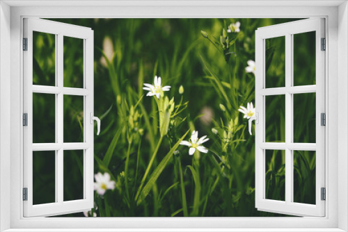 Fototapeta Naklejka Na Ścianę Okno 3D - beautiful small white spring flowers growing in tall herb grass