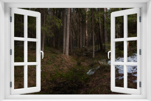 Fototapeta Naklejka Na Ścianę Okno 3D - Mysterious dense forest