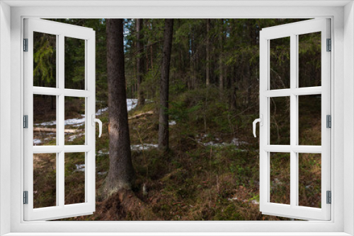 Fototapeta Naklejka Na Ścianę Okno 3D - Mysterious dense forest