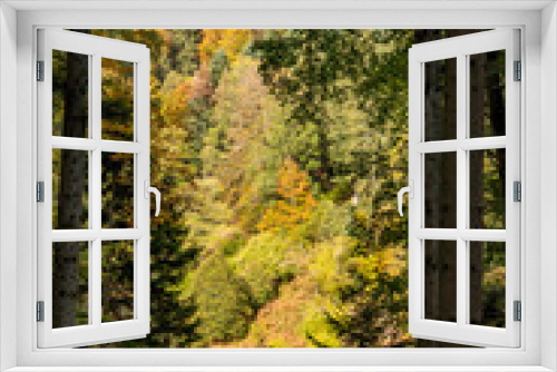 Fototapeta Naklejka Na Ścianę Okno 3D - Pine trees in Black Forest around Forbach village