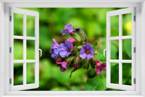 Fototapeta Naklejka Na Ścianę Okno 3D - 
Purple flower of middle forest