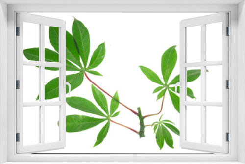 Fototapeta Naklejka Na Ścianę Okno 3D - Beautiful Cassava leaf on white background
