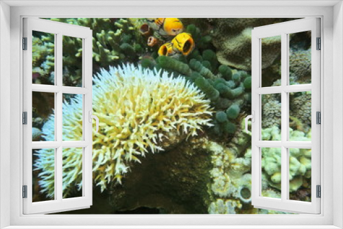 Fototapeta Naklejka Na Ścianę Okno 3D - The amazing and mysterious underwater world of Indonesia, North Sulawesi, Manado, stone coral