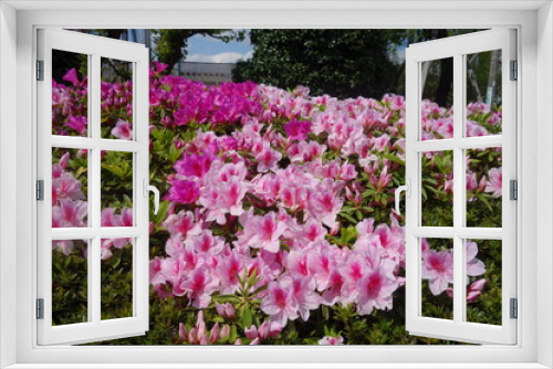 Fototapeta Naklejka Na Ścianę Okno 3D - ４月に咲いたピンクのツツジの花