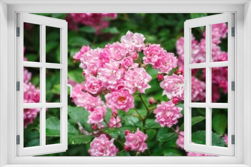 Fototapeta Naklejka Na Ścianę Okno 3D - Brush flowering shrub roses