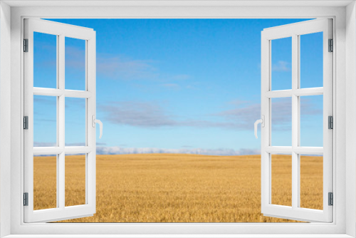 Fototapeta Naklejka Na Ścianę Okno 3D - Wheat Field