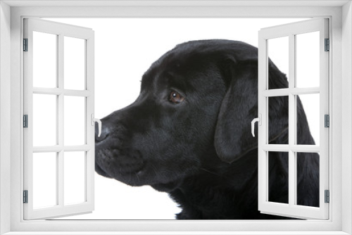 Fototapeta Naklejka Na Ścianę Okno 3D - tête de profil du labrador noir