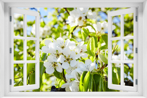 Fototapeta Naklejka Na Ścianę Okno 3D - Beautiful white apple or pear blossom.Flowering apple/pear tree.Fresh spring background on nature outdoors.Soft focus image of blossoming flowers in spring time.For easter and spring greeting cards