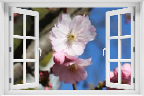 Fototapeta Naklejka Na Ścianę Okno 3D - Delicate pink flowers bloomed on sakura in spring.