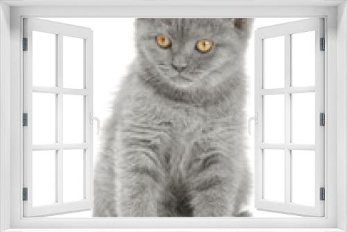 Fototapeta Naklejka Na Ścianę Okno 3D - Scottish Kitty