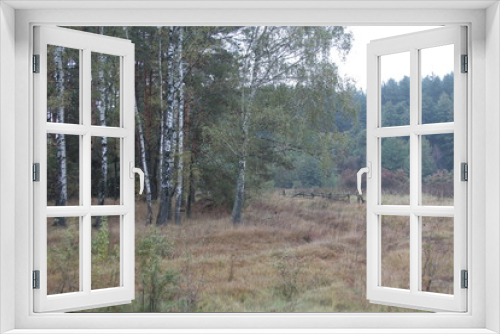 Fototapeta Naklejka Na Ścianę Okno 3D - Лесной пейзаж