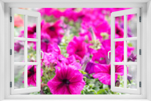 Fototapeta Naklejka Na Ścianę Okno 3D - Petunia in the pot, burgundy purple color petunia