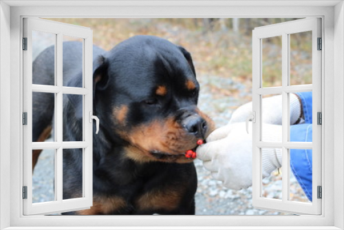 Fototapeta Naklejka Na Ścianę Okno 3D - Rottweiler