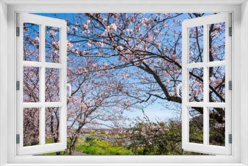 Fototapeta Naklejka Na Ścianę Okno 3D - 春の川沿いに咲く桜と菜の花【福岡県行橋市】
