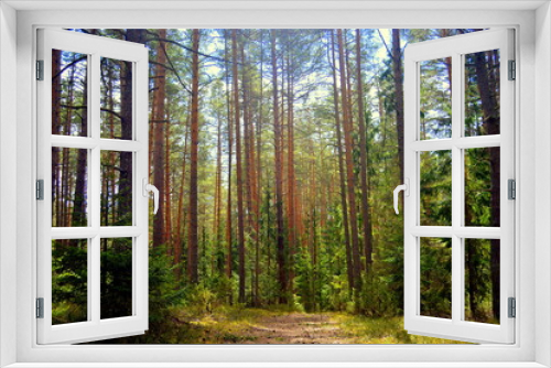 Fototapeta Naklejka Na Ścianę Okno 3D - Road in a pine forest. Prechisty Bor.