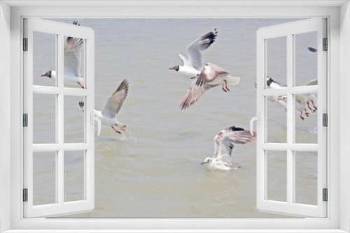 Fototapeta Naklejka Na Ścianę Okno 3D - silver gull stock photo and sea image