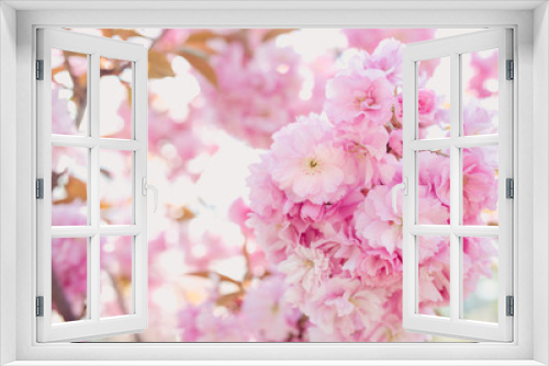 Fototapeta Naklejka Na Ścianę Okno 3D - Amazing pink sakura tree in bloom in spring in sunny day