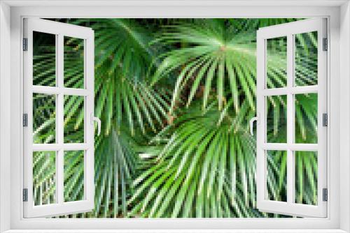 Fototapeta Naklejka Na Ścianę Okno 3D - palma foglie 1705