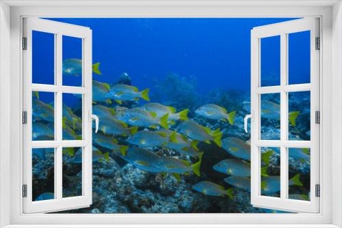 Fototapeta Naklejka Na Ścianę Okno 3D - School of Schoolmaster Snapper in turquoise water of coral reef in Caribbean Sea / Curacao	