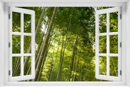 Fototapeta Naklejka Na Ścianę Okno 3D - Arashiyama Bamboo Grove