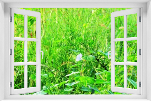 Fototapeta Naklejka Na Ścianę Okno 3D - 日本の田舎の風景　8月　野の花　アサガオ