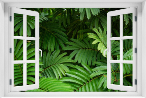 Fototapeta Naklejka Na Ścianę Okno 3D - Foliage nature dark green background. Green leaf background