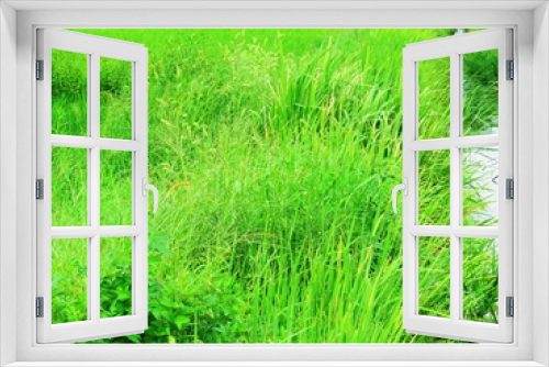Fototapeta Naklejka Na Ścianę Okno 3D - 日本の田舎の風景　8月　夏の草叢