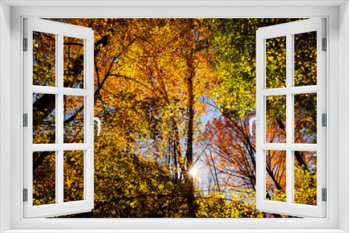 Fototapeta Naklejka Na Ścianę Okno 3D - Sunburst through forest during peak fall foliage