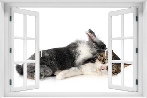 Fototapeta Naklejka Na Ścianę Okno 3D - dwarf rabbit and cat