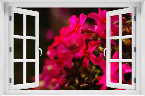Fototapeta Naklejka Na Ścianę Okno 3D - 見頃を迎えたピンクの芝桜のアップ