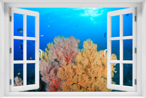 Fototapeta Naklejka Na Ścianę Okno 3D - Beautiful multi-colored, fragile sea fans on a healthy tropical coral reef in Asia