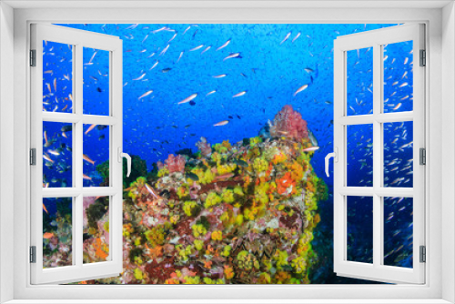 Fototapeta Naklejka Na Ścianę Okno 3D - Beautiful hard and soft corals surrounded by tropical fish on a colorful, healthy tropical reef in Thailand