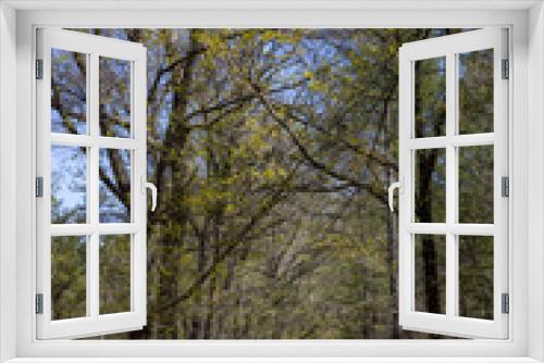 Fototapeta Naklejka Na Ścianę Okno 3D - Spring in the forest. Schoonloo Drenthe Netherlands. Woods. Trees. Lane