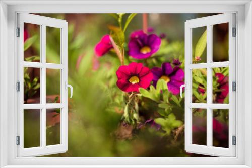 Fototapeta Naklejka Na Ścianę Okno 3D - red pink and purple violets grow in the garden, Sunny weather