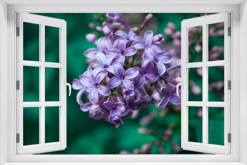 Fototapeta Naklejka Na Ścianę Okno 3D - Close up of lilac purple flowers. Beautiful green color. Spring
