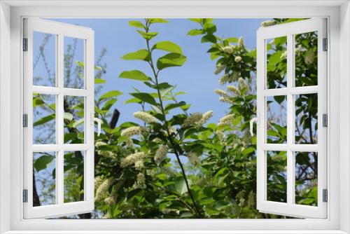 Fototapeta Naklejka Na Ścianę Okno 3D - Thin branches of blossoming Prunus serotina against blue sky in May