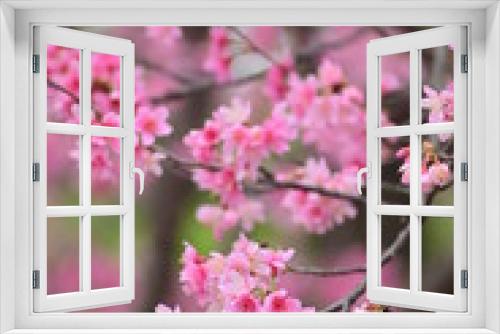 Fototapeta Naklejka Na Ścianę Okno 3D - Close-Up Of Cherry Blossom Against Blurred Background.