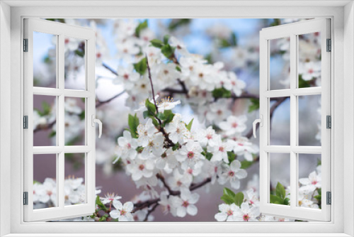 Fototapeta Naklejka Na Ścianę Okno 3D - Cherry blossom branches spring background