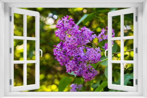 Fototapeta Naklejka Na Ścianę Okno 3D - Bright blooming lilacs against the background of green leaves and twigs.