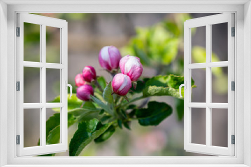 Fototapeta Naklejka Na Ścianę Okno 3D - Pink apple tree flowers at the branch in spring