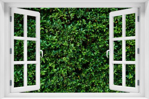 Fototapeta Naklejka Na Ścianę Okno 3D - Background of green leaf wall